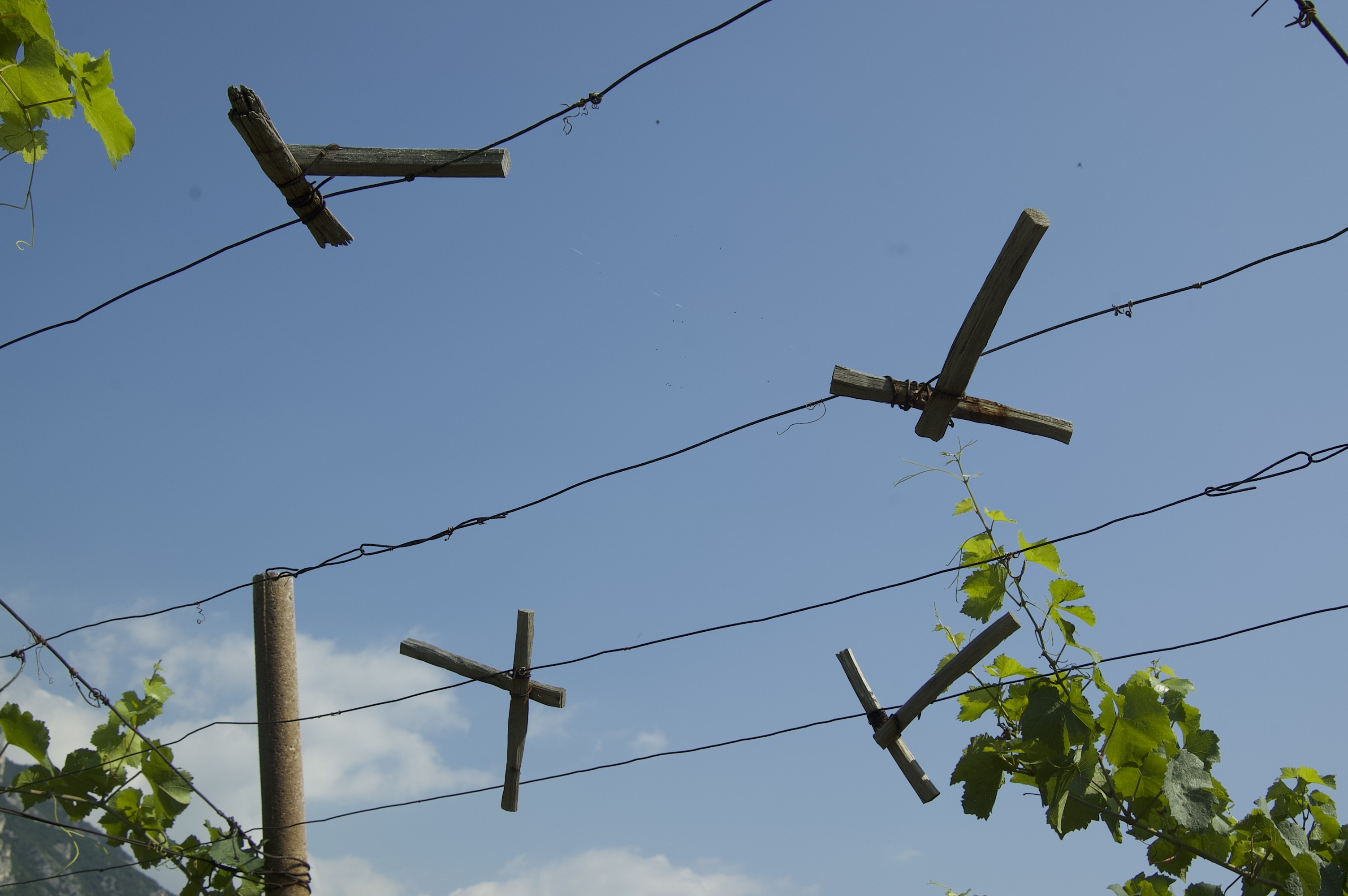vineyard_wire.jpeg